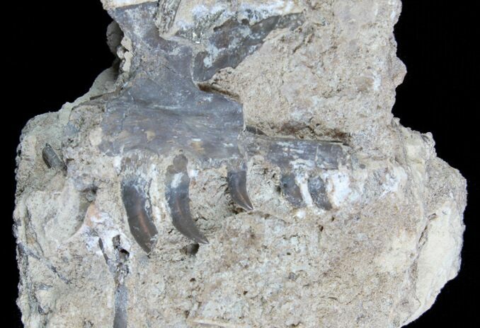 Permian Synapsis (Mycterosaurus) Jaw Section - Oklahoma #77987